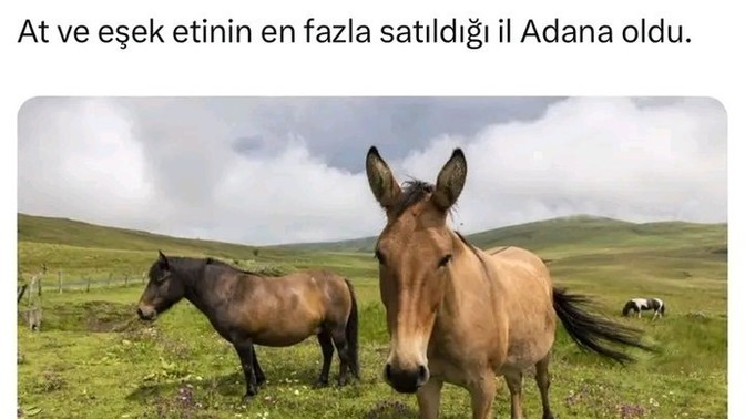 Müslümanim diyenler nasıl. bize at eşek yediriyor?