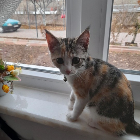 Kocam olsa da kedi eşliğinde kahve içsem dimi?