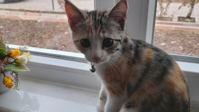 Kocam olsa da kedi eşliğinde kahve içsem dimi?