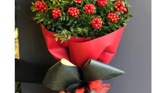 Kokina çiçeği almayan bir ben birde bergen kaldı galiba sizler aldınız mı bacılar?