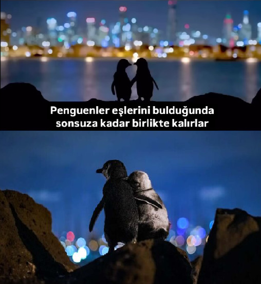Sonraki hayatınızda nasıl bir hayvan olmak isterdiniz?