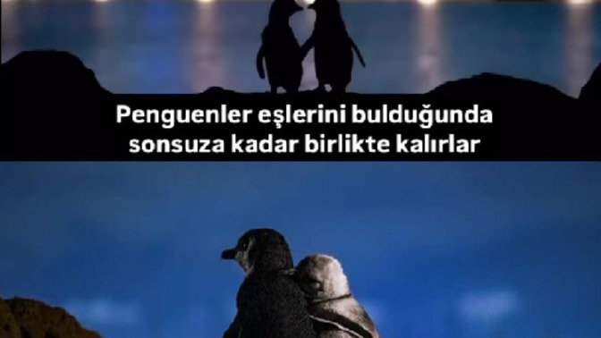 Sonraki hayatınızda nasıl bir hayvan olmak isterdiniz?