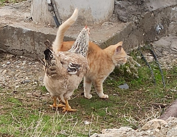 Doğada , farklı türler hayatta kalmak icin iş birliği yapabilir mi?