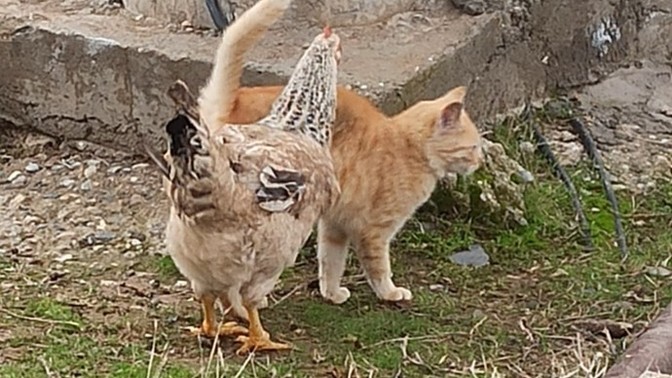 Doğada , farklı türler hayatta kalmak icin iş birliği yapabilir mi?