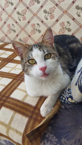 Kedileri mi daha çok seviyorsunuz yoksa köpekleri mi?