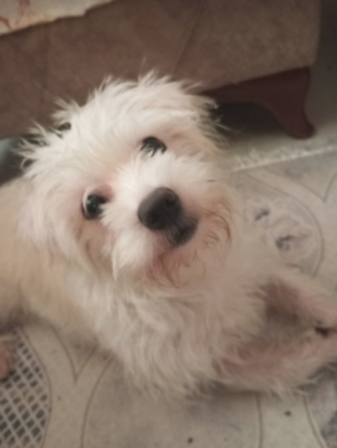 İlk defa köpek besleyeceğim, bu köpeğin cinsi ne oluyor ve tuvalet eğitimi nasıl vereceğim?