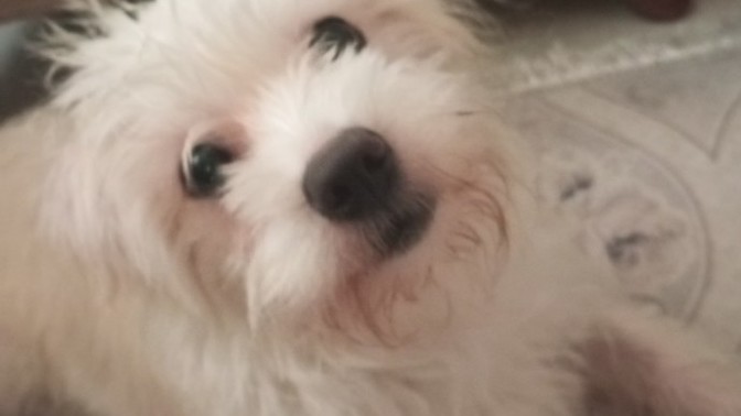 İlk defa köpek besleyeceğim, bu köpeğin cinsi ne oluyor ve tuvalet eğitimi nasıl vereceğim?