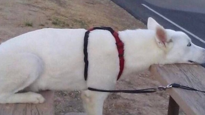 Bir köpek doğasından dolayı sorumlu tutulamaz. Peki ya bir insan?