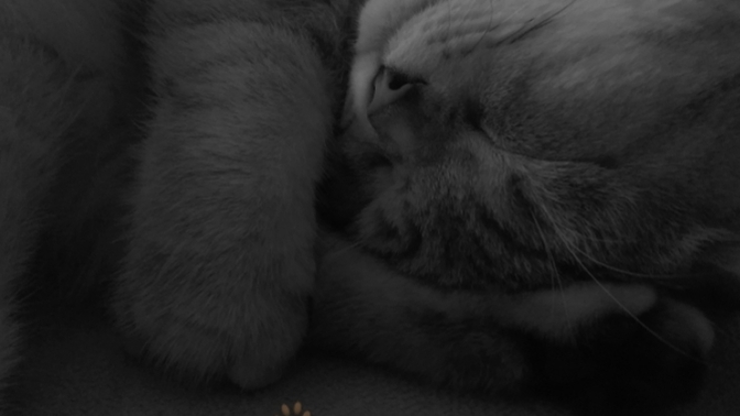 Kedi sevmeyen insanlar hakkında ne düşünüyorsunuz?