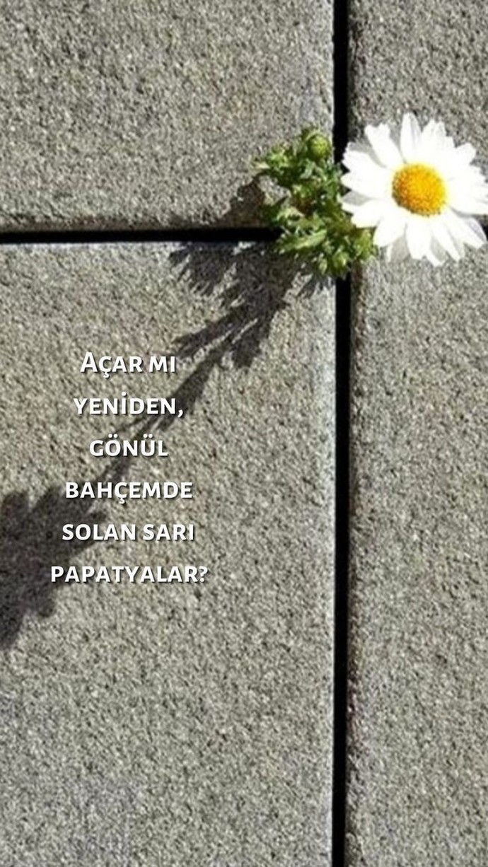Papatya fali oyunu oynadınız mi?