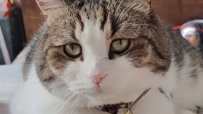 Bu kedi senin olsa ismini ne koyardın merak ettim?