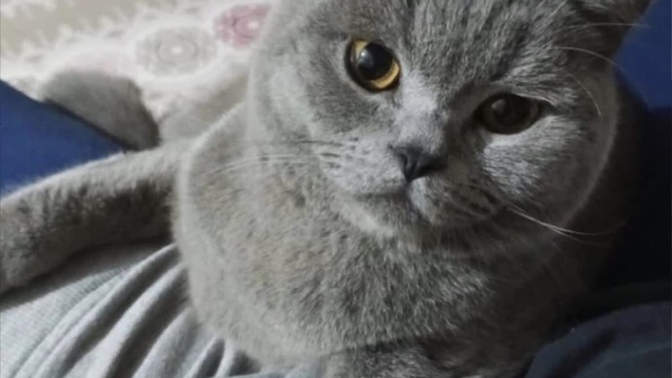 Kedi bakanlar yardımcı olur musunuz?