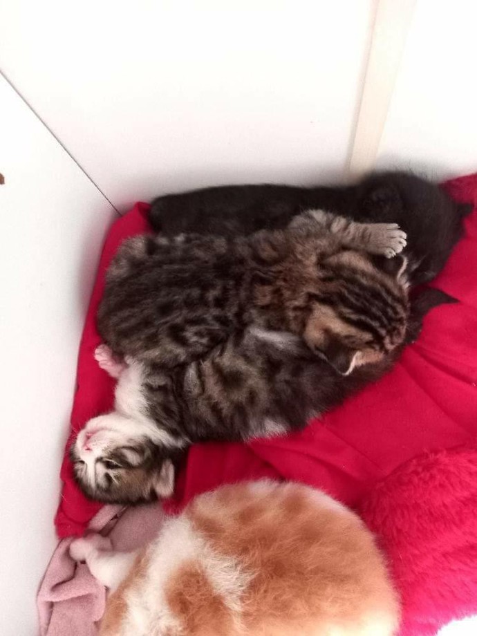 Bu yavru kedilerin tatlılıkları şaka mı?