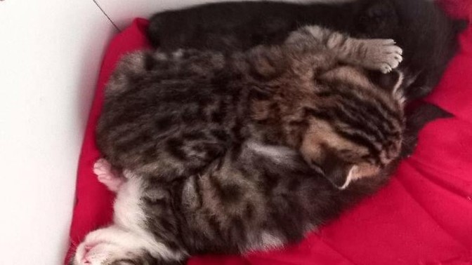 Bu yavru kedilerin tatlılıkları şaka mı?
