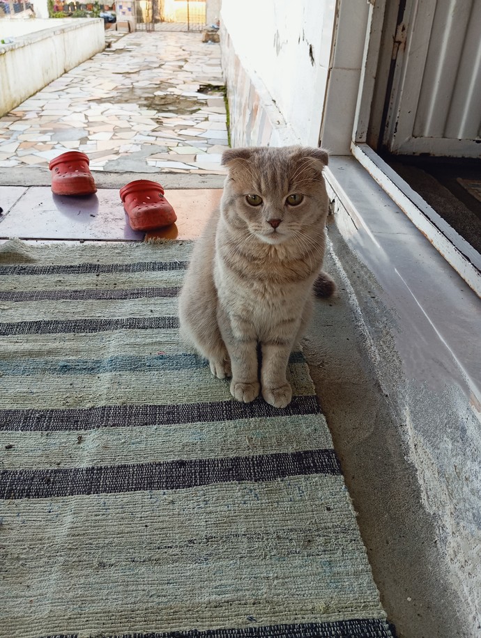Bütün beğeniler kedime gelsin mi?