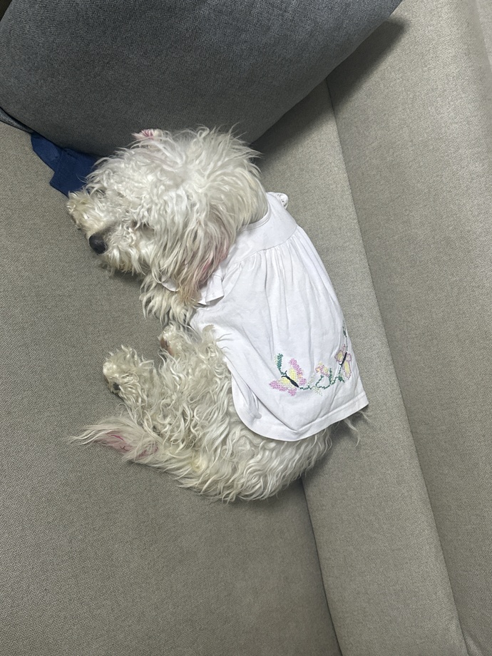 Köpeği koltukta uyuttum, işer mi koltuğa?