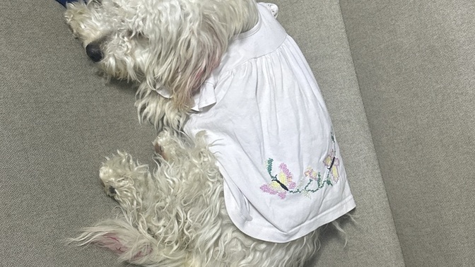 Köpeği koltukta uyuttum, işer mi koltuğa?