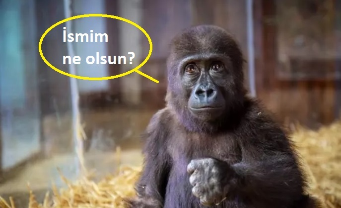 Tarım ve Orman Bakanlığı yavru goril için isim anketi düzenliyor! Hangi şıkkı tercih ediyorsunuz?