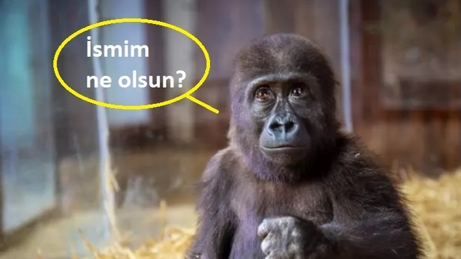 Tarım ve Orman Bakanlığı yavru goril için isim anketi düzenliyor! Hangi şıkkı tercih ediyorsunuz?