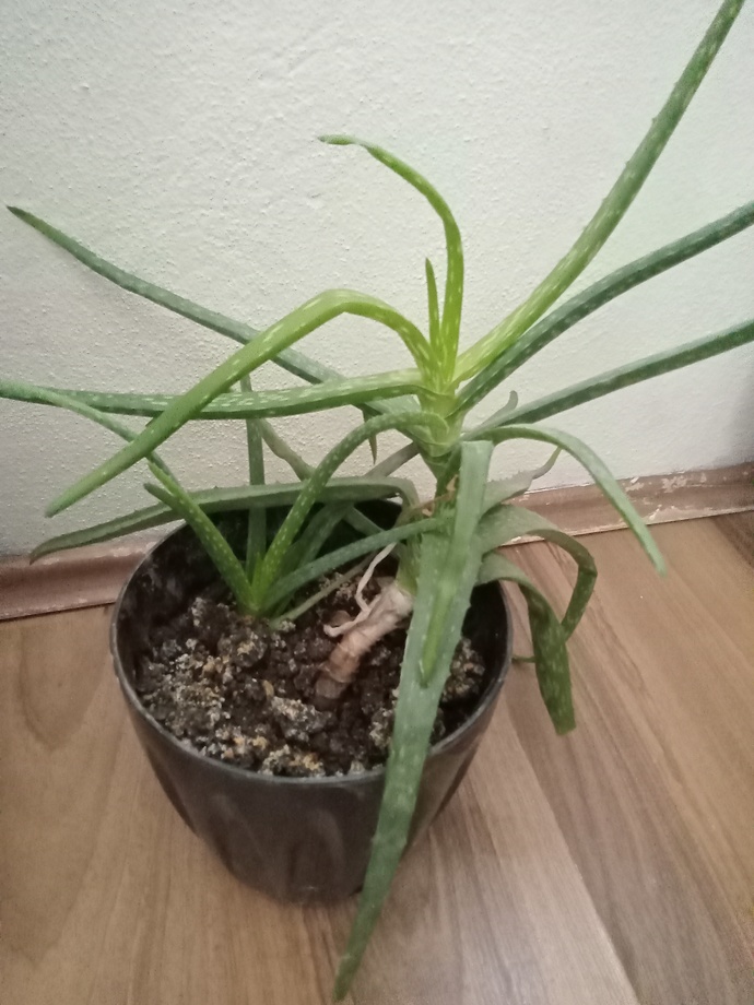 Aloe vera bitkisini koparıp sık sık yüzüme sürsem nasıl olur?