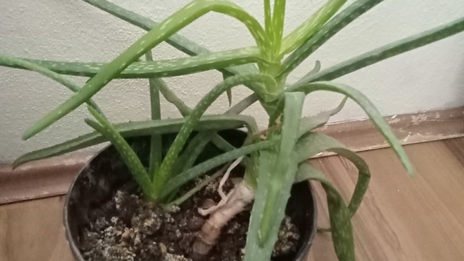 Aloe vera bitkisini koparıp sık sık yüzüme sürsem nasıl olur?