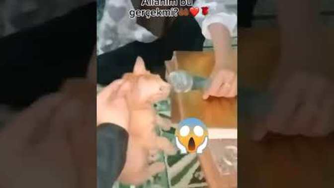 Ezan okuyan kedi gerçek mi?