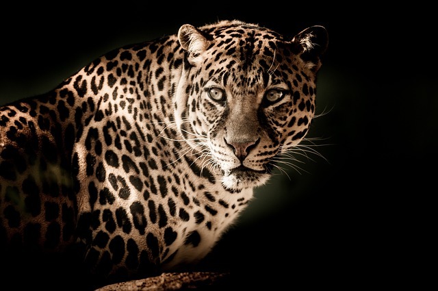 İstanbulda sokağa salınan leopar, karşılaştığı köpeği parçaladı! Sokakta leopar görseydiniz ne yapardınız?