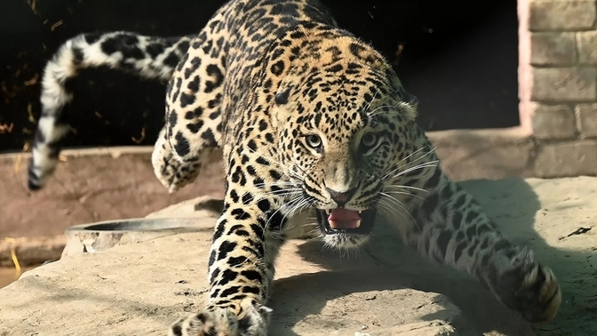 İstanbul'da sokağa salınan leopar, karşılaştığı köpeği parçaladı! Sokakta leopar görseydiniz ne yapardınız?