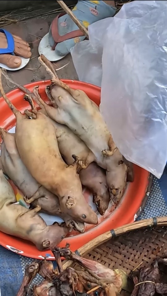 Pişmiş Kızarmış Sıçan, Fare veya Yarasa yer miydiniz?