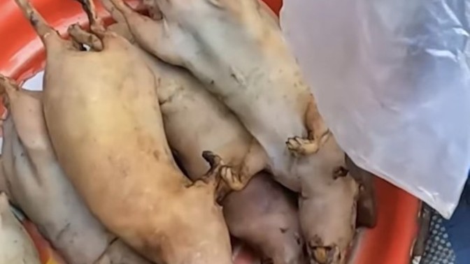 Pişmiş Kızarmış Sıçan, Fare veya Yarasa yer miydiniz?