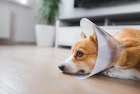 Köpeğim ameliyat olacaktı ama hayati riski vardı bende ameliyattan vazgeçtim siz benim yerime olsanız ne yapardınız?