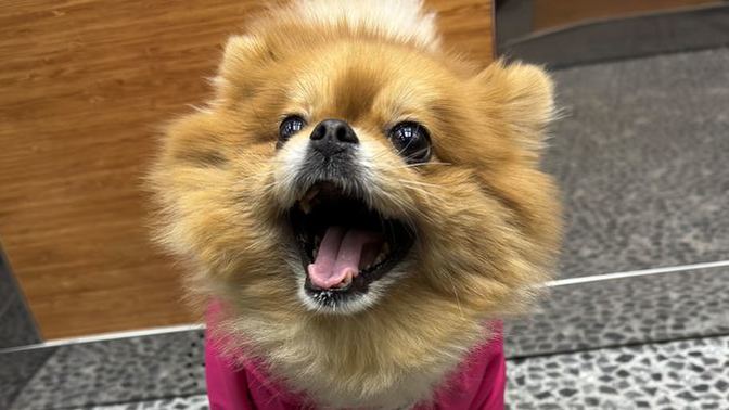 İstanbul'da köpeklerin rahatça koşup enerji atabileceği yerler var mı?