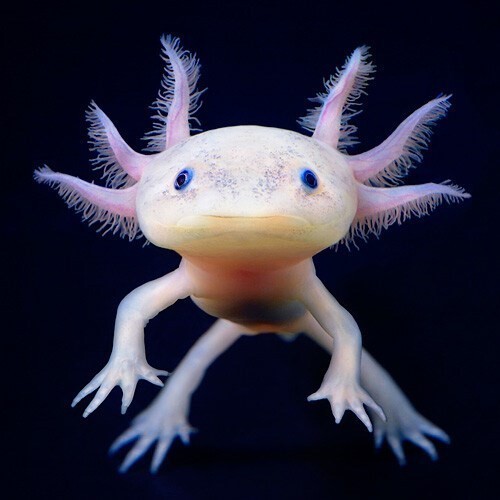 Axolotl besleyenler var mı?