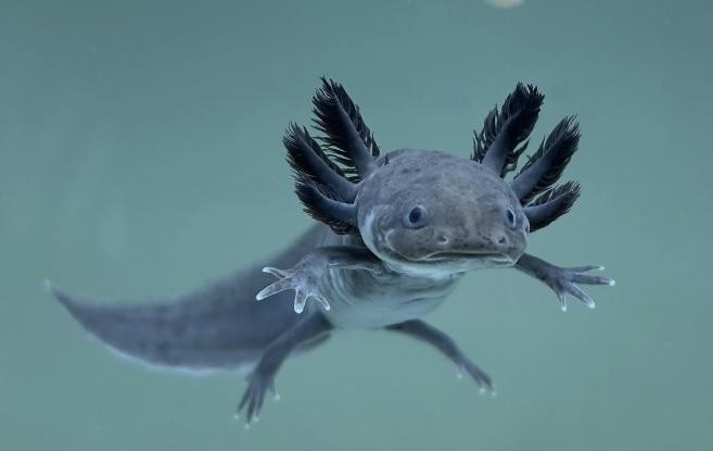 Axolotl besleyenler var mı?
