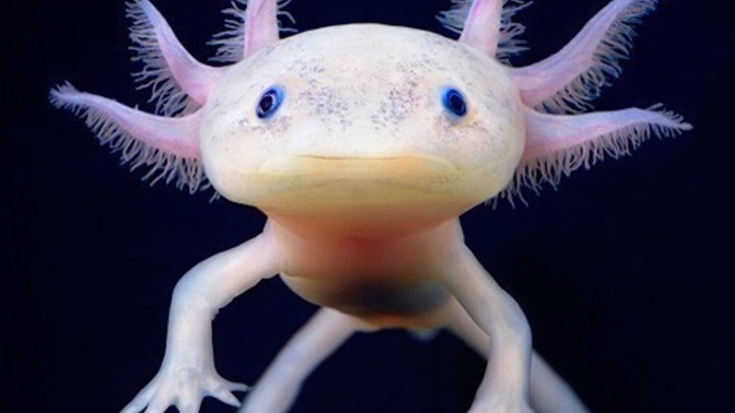 Axolotl besleyenler var mı?