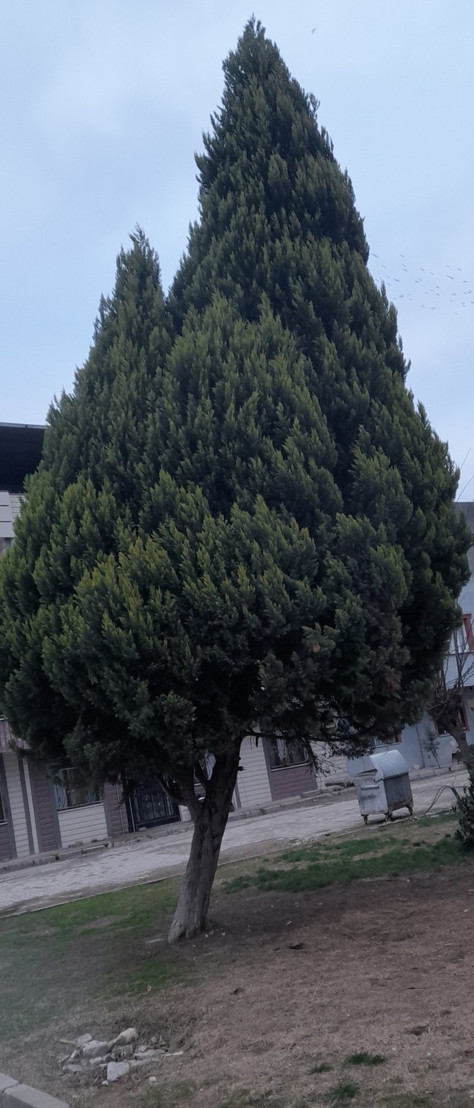 Benim mi kafam güzel yoksa bu ağac yamuk mu?