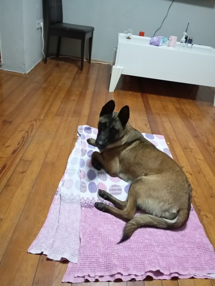 Köpek eğitiminden anlayan var mı?