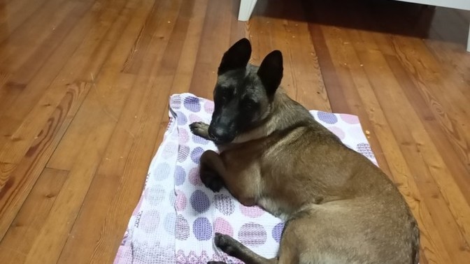 Köpek eğitiminden anlayan var mı?