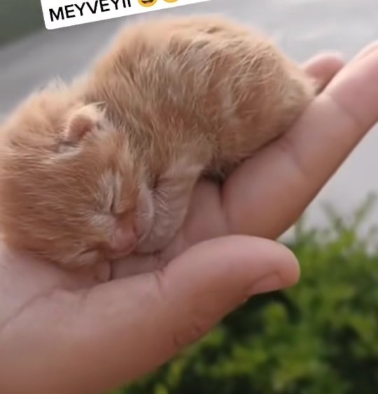 Kedi ister misiniz? Avuç kadarcık kedi ister misiniz?