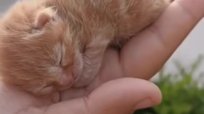 Kedi ister misiniz? Avuç kadarcık kedi ister misiniz?