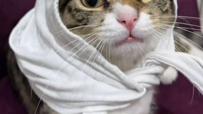 Bu şapşiğe her şey nasıl yakışabiliyor?