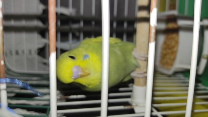 Bu muhabbet kuşu kız mı erkek mi bilen var mı?
