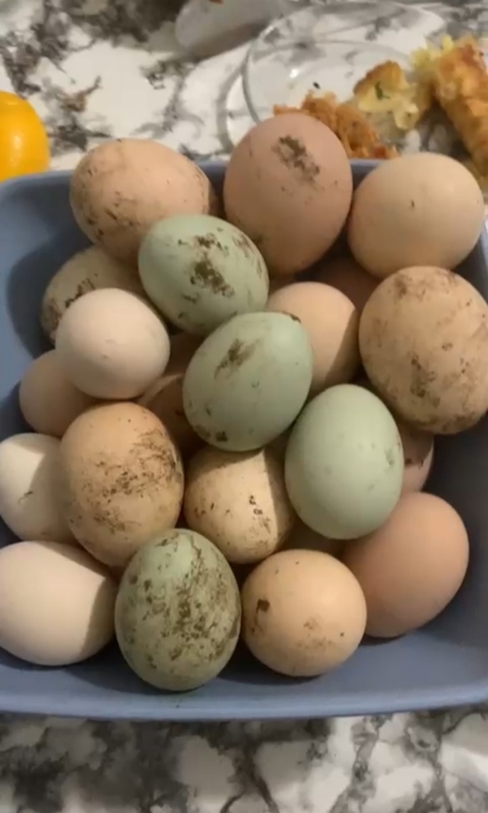 Organik köy yumurtası sever misiniz?