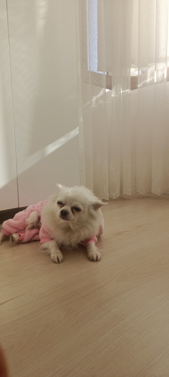 Sizce köpeğimin ismi ne olsun?