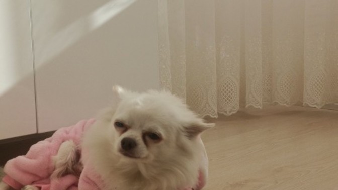 Sizce köpeğimin ismi ne olsun?
