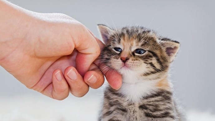 Kedi gördükçe seviyor musunuz?