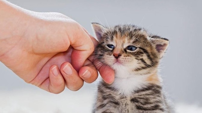 Kedi gördükçe seviyor musunuz?