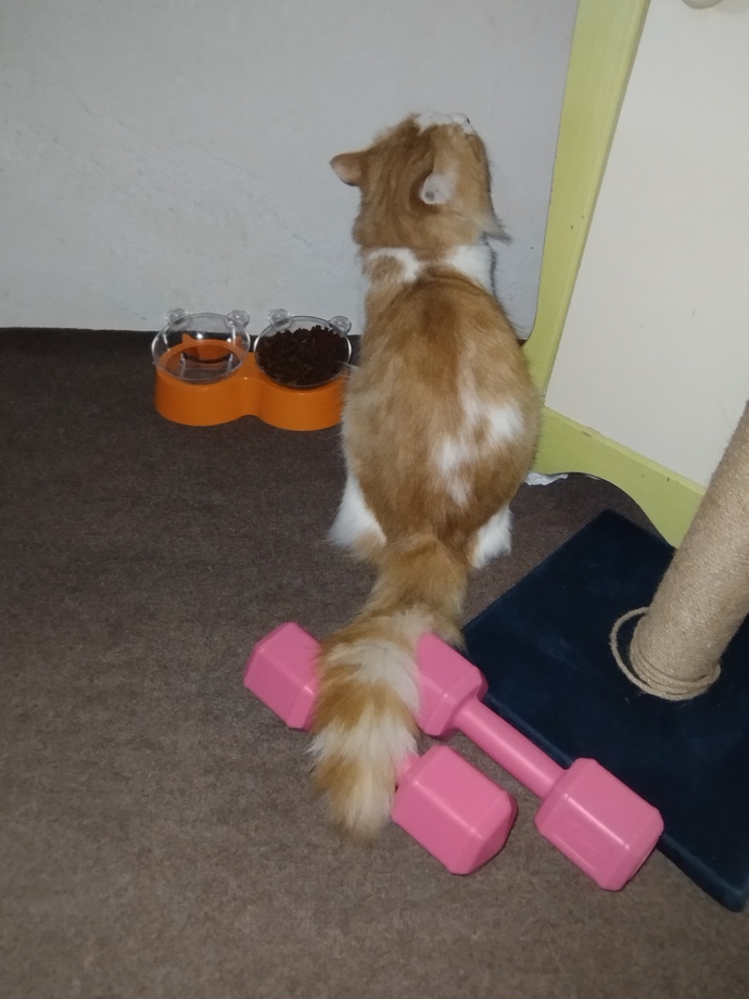 Arada dumbell ile biceps curl atıyor bu arada sjsjsjs