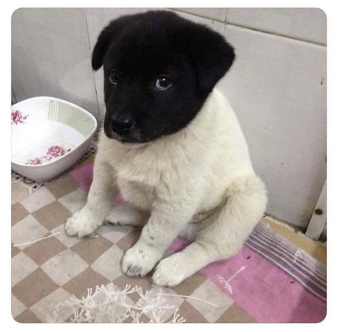 Bu köpek senin olsa adı ne olurdu?