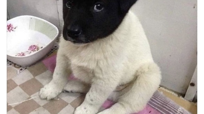 Bu köpek senin olsa adı ne olurdu?